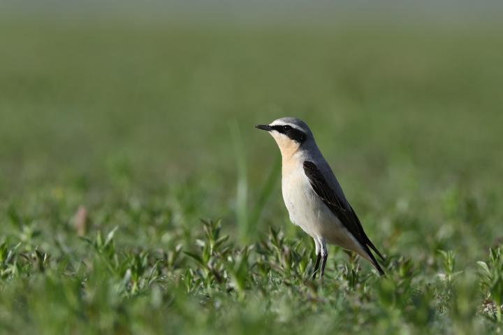 Bělořit šedý (Oenanthe oenanthe)