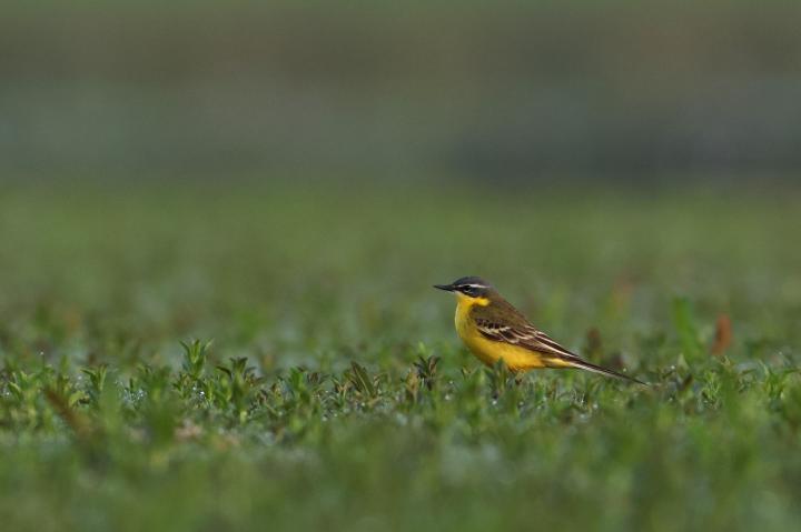 Konipas luční (Motacilla flava)
