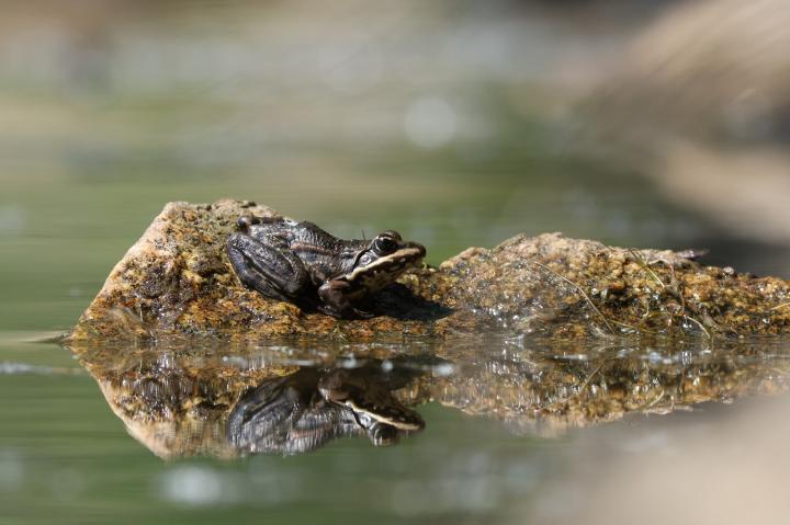 Skokan skřehotavý (atrox)