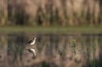 Vodouš bahenní (Tringa glareola)