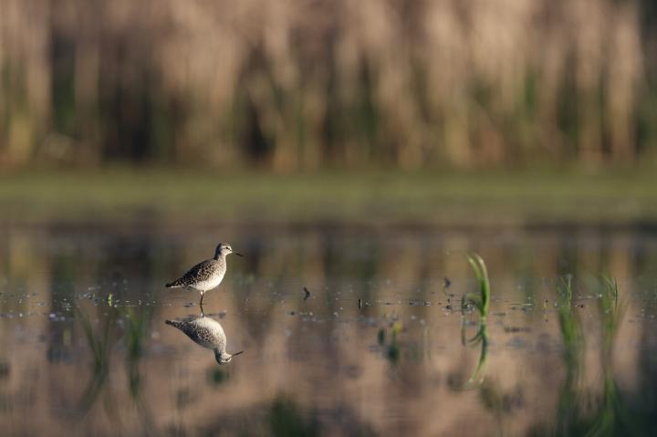 Vodouš bahenní (Tringa glareola)