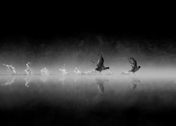 Lyska černá (Fulica atra)