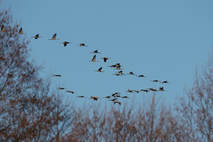 Jeřáb popelavý  ( Grus grus)