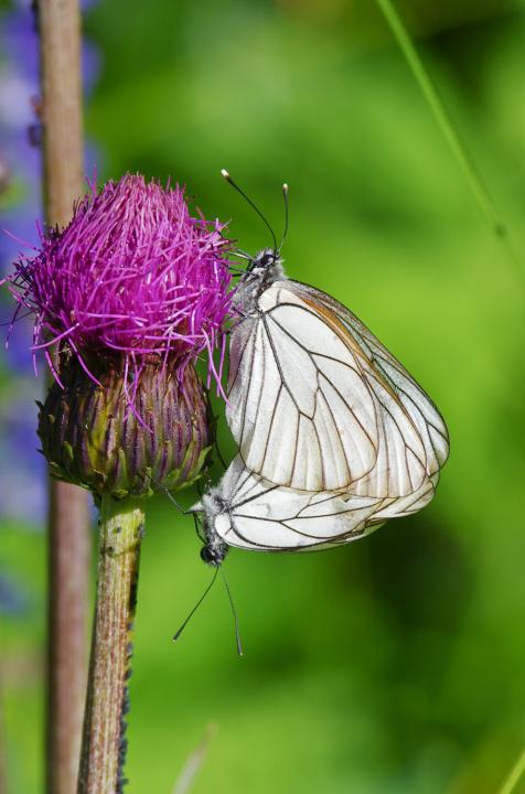 Bělásek ovocný (Aporia crataegi)