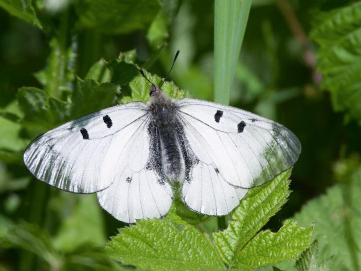 Jasoň dymnivkový (Cinis arbor)