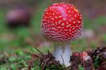 Muchomůrka červená (Amanita muscaria)