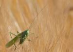 Kobylka zelená (Lucusta viridis)