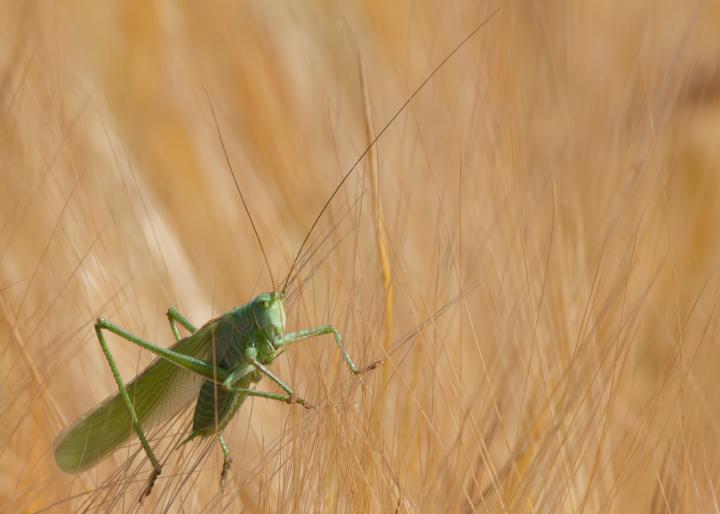 Kobylka zelená (Lucusta viridis)