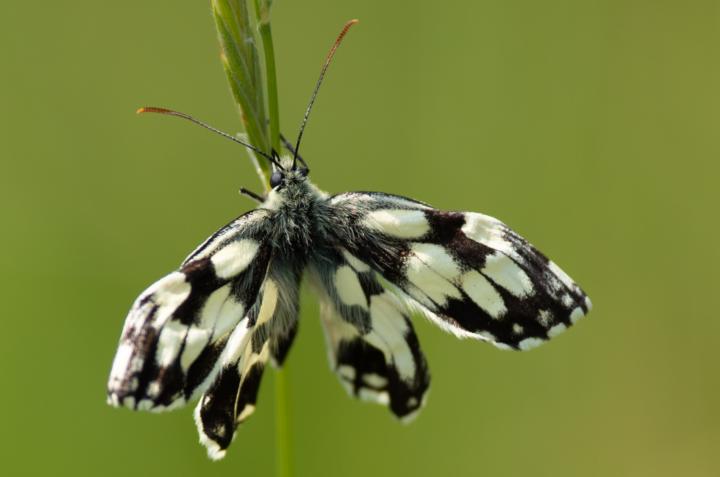 Okáč bojínkový (Certamina warbler)