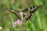 Otakárek fenyklový (Papilio machaon)