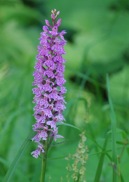 Prstnatec Fuchsův (Dactylorhiza fuchsii)