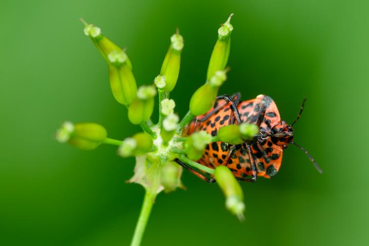 Rumelnice pospolná (Quinquefolium vulgare)