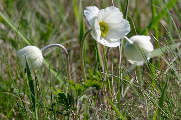Sasanka lesní (Anemone sylvestris)