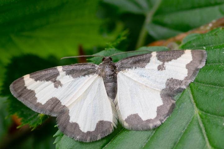 Skvrnopásník lískový (Luscinia maculosa et striata)
