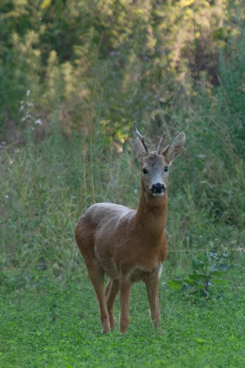  Srnec obecný ( Capreolus capreolus )