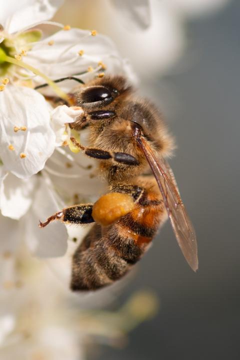 Včela medonosná (Honeybee)