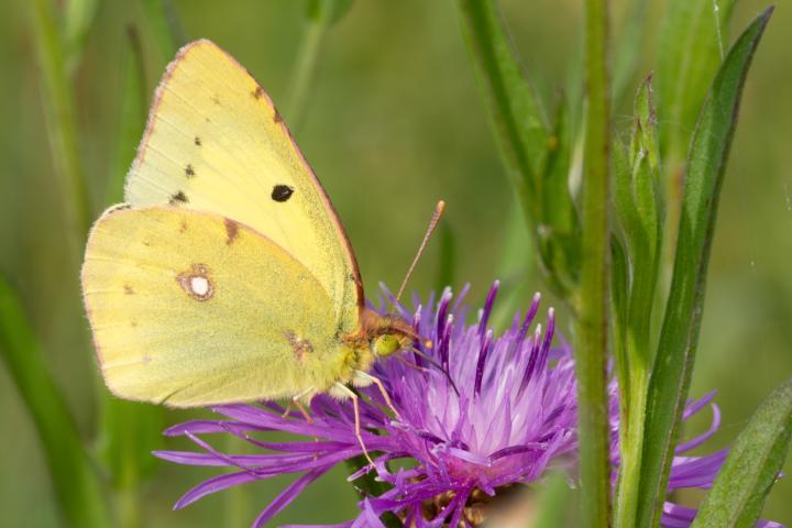 Žluťásek tolicový (Tolicus ventre flavo)