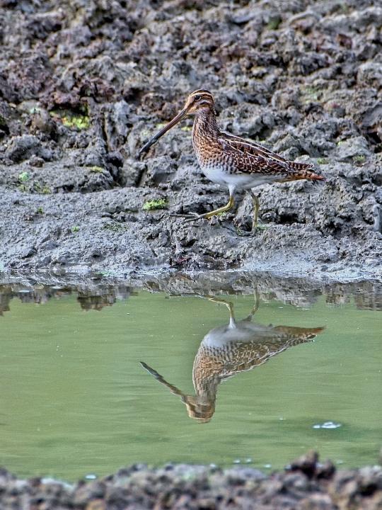 Bekasina otavní (Gallinago gallinago)
