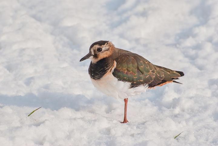 Čejka chocholatá (Vanellus vanellus)