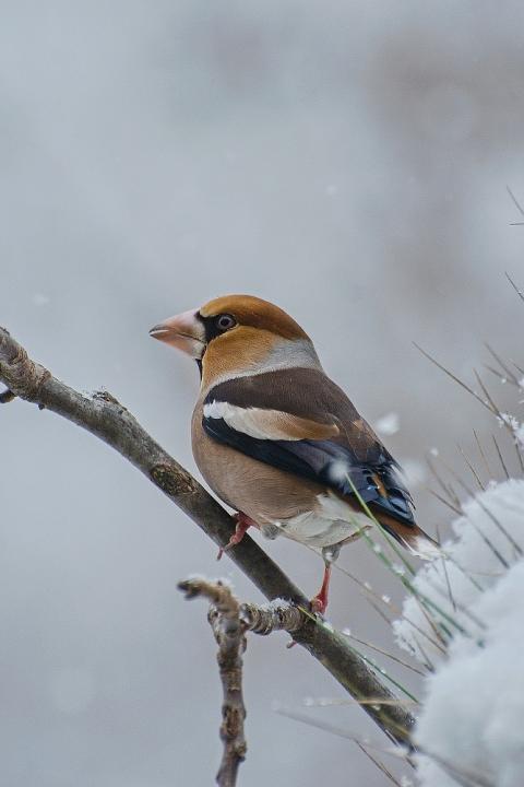 Dlask tlustozobý (Coccothraustes coccothraustes)