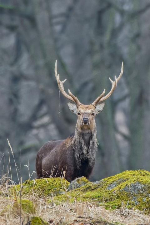 Jelen sika japonský (Cervus nippon nippon)