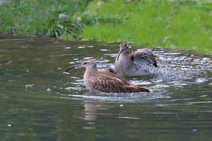 Koliha velká (Numenius arquata)