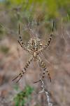 Křižák laločnatý (Argiope lobata)