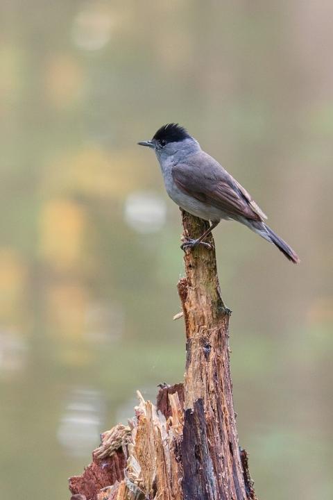 Pěnice černohlavá (Sylvia atricapilla)