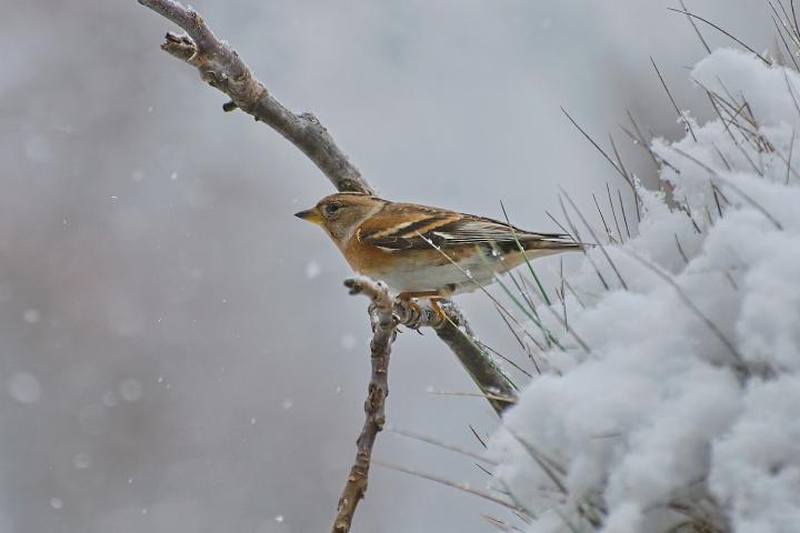 Pěnkava jikavec (Fringilla montifringilla)