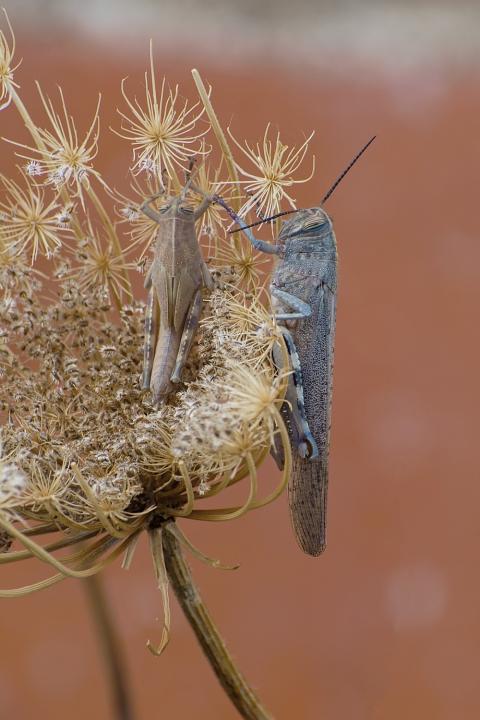 Saranče egypská (Aegyptia locustae)
