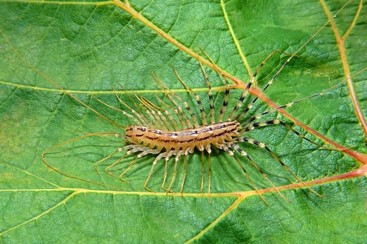 Strašník dalmánský (Scutigera coleoptrata)