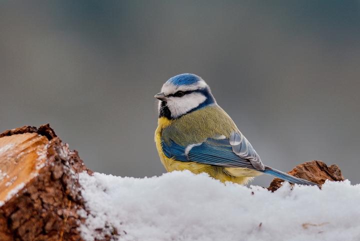 Sýkora modřinka (Parus caeruleus)