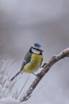 Sýkora modřinka (Parus caeruleus)