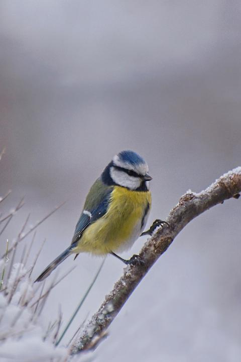 Sýkora modřinka (Parus caeruleus)