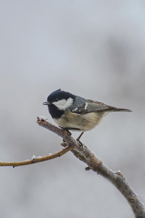 Sýkora uhelníček (Parus ater)
