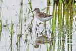 Vodouš bahenní (Tringa glareola)