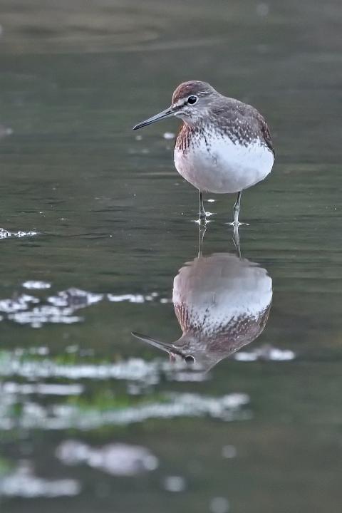 Vodouš kropenatý (Tringa ochropus)