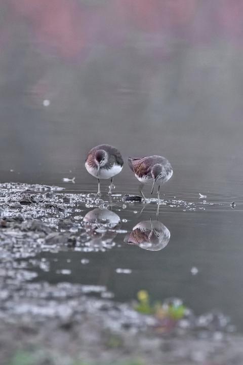 Vodouš kropenatý (Tringa ochropus)
