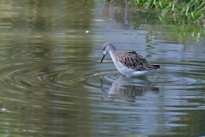 Vodouš štíhlý (Tringa stagnatilis)