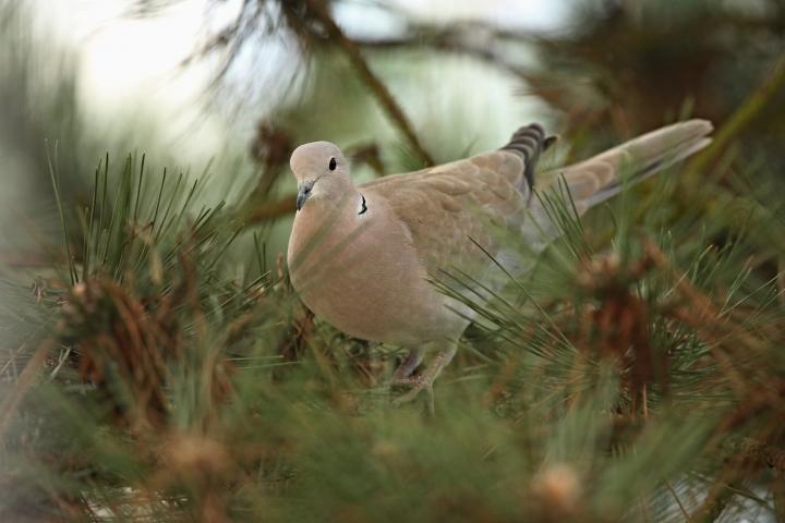 Hrdlička zahradní (Streptopelia decaocto)