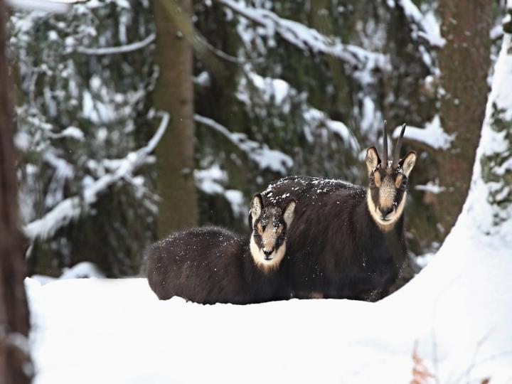 Kamzík horský (Rupicapra rupicapra)