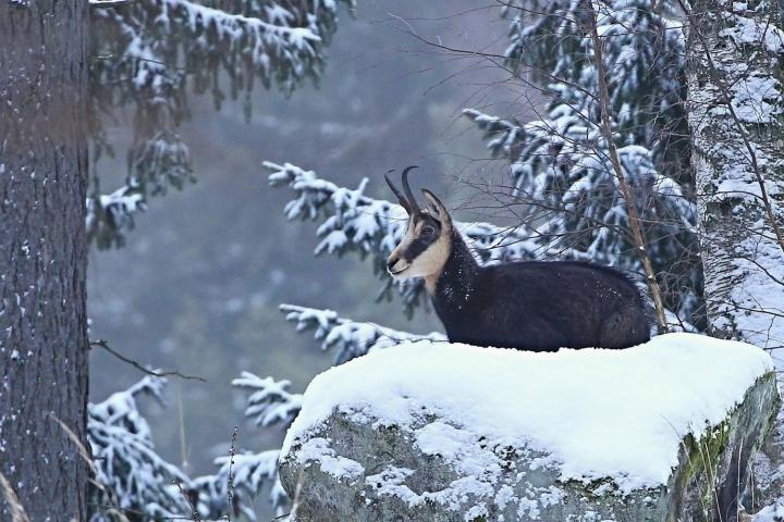 Kamzík horský (Rupicapra rupicapra)