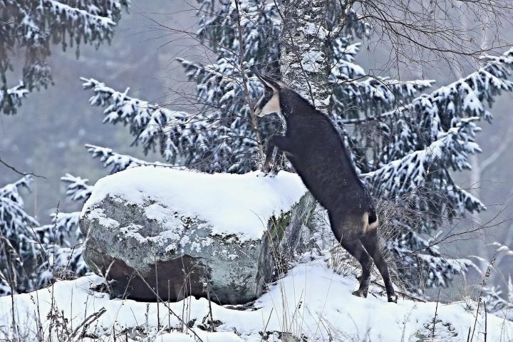 Kamzík horský (Rupicapra rupicapra)