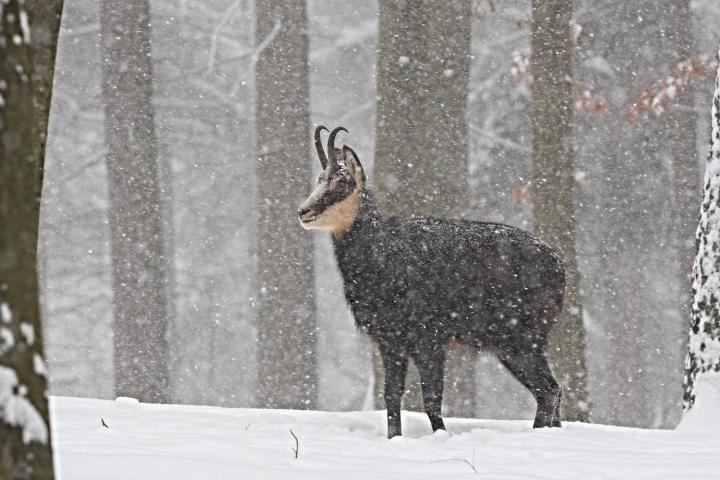 Kamzík horský (Rupicapra rupicapra)