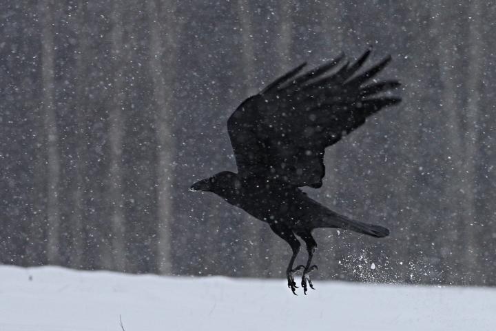 Krkavec velký (Corvus corax)