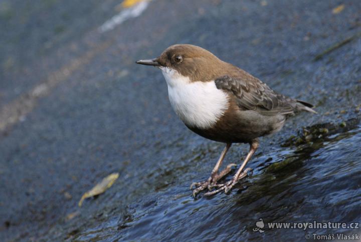 Skorec vodní (Cinclus cinclus)