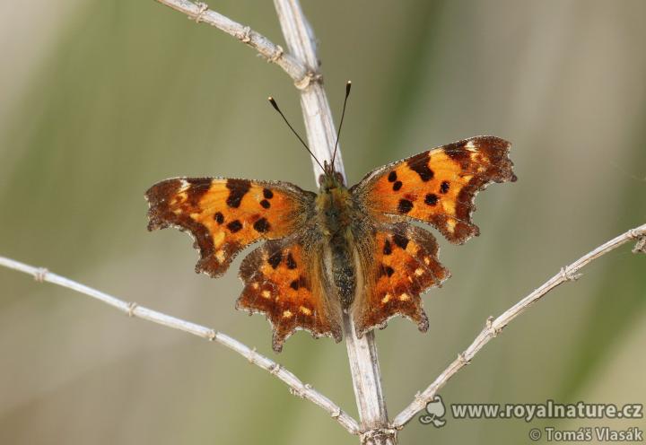 Babočka bílé c (Album papilio c)