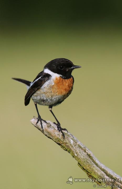 Bramborníček černohlavý (Saxicola rubicola)