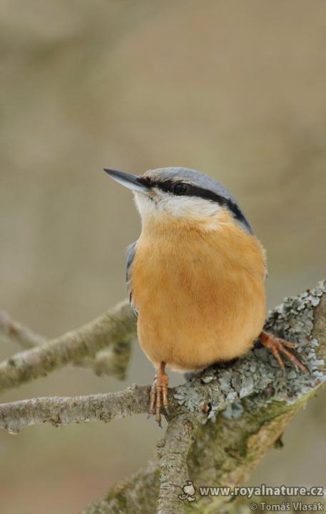 Brhlík lesní (Sitta europaea)