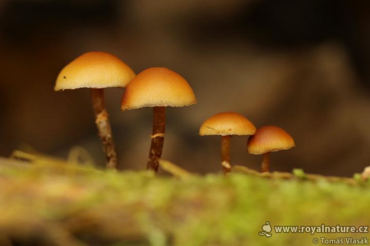 Čepičatka jehličnanová (Galerina marginata)